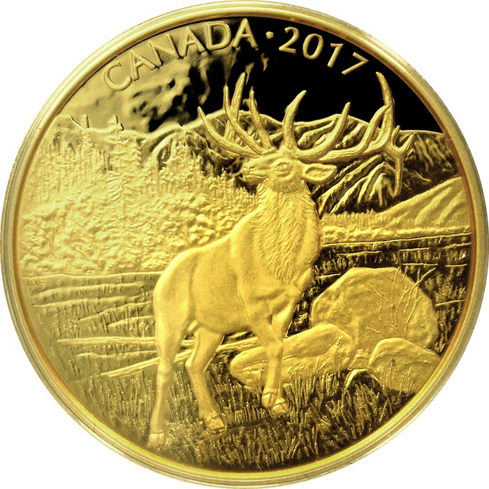 Přední strana Zlatá minca Majestátny  jeleň 2017 Proof (.99999)